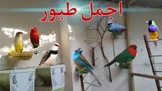 انواع طيور الفنشات داخل المحمية 