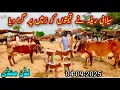 Download Lagu Silabi Relly Ny Rates ko Gira Diya | Flood Situation In Cattle Mandi | Red Alart In Ludden Mandi