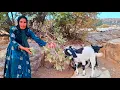 Download Lagu Homeless woman becomes savior of mountain sheep