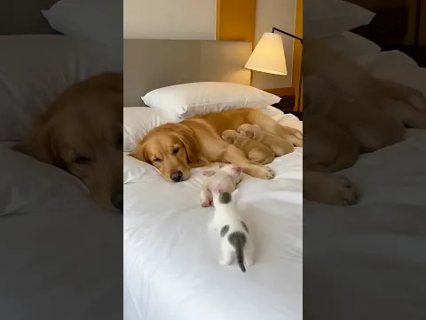 [Virtual Story] A Sleepy Puppy and a Playful Kitten