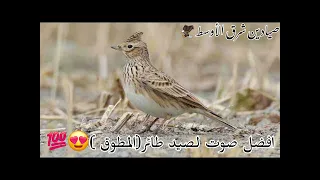 افضل صوت لصيد طائر المطوق الزراعي 