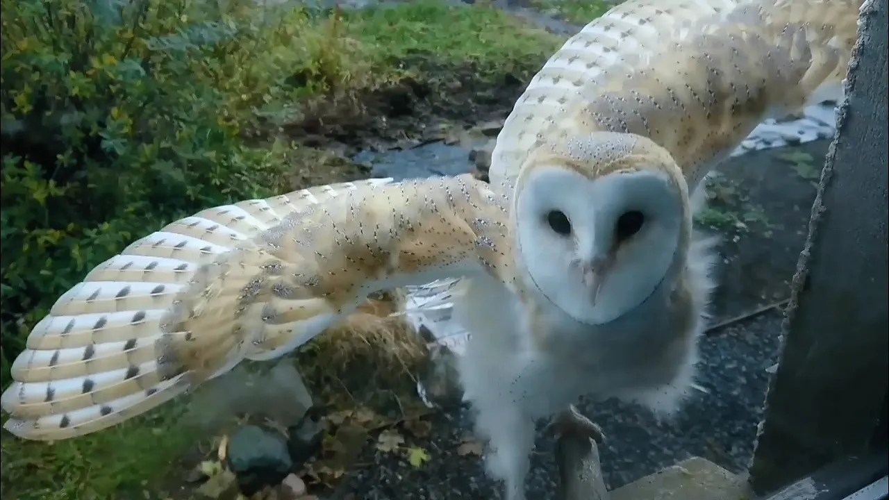 wild barn owl at my window gets comfortable (1)