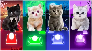 Download CUTE CATS WEDNESDAY LADY GAGA BLOODY MARY😸BLACKPINK LISA MONEY😸JISOO FLOWER KITTY😸SONG DDU DU DDU DU MP3