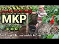 Lagu Durian bawor/tutorial pengaplikasian pupuk MKP/lihat hasilnya/Petani lampung barat