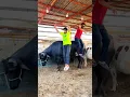 Download Lagu Bull Ride😱  #trending #shorts #funny #mishkatkhan #cow #mandi #bull