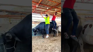 Bull Ride Trending Shorts Funny Mishkatkhan Cow Mandi Bull 