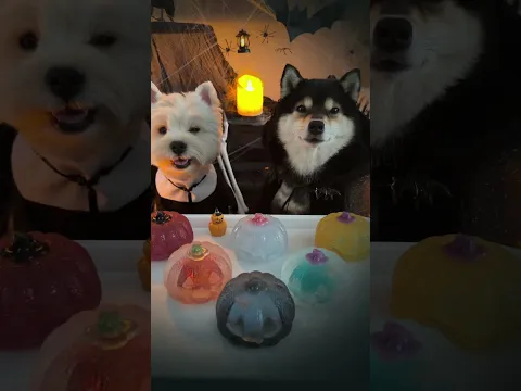 Manyu & XiaoBai have a new pumpkin obsession… 🎃