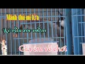 Lagu MÃNH THÚ BỔI VIP–ĐINH CUI .MÍ LỬA RÊ CẦU XÒE MỀM,NỐI Đ.ÁNH RÁT, DỮ NÌ  | 6 MÀO CHIẾN GI.Á ÊM RỄ CHƠI