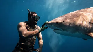 Swimming with wild TIGER SHARK (14ft)