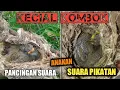 Download Lagu Pancingan suara anakan burung cucak kombo / Kecial Kombok lombok sangat cocok buat pancingan