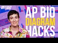 AP Biology Exam Diagram Tips Tricks and Hacks
