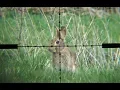 Download Lagu The Airgun Show – Scope-cam rabbit hunting, PLUS Daystate Wolverine R review
