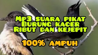 mp3 suara pikat kacer ribut dan kejepit jamin 100 ampuh anti zonk