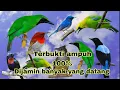 Download Lagu Suara pikat burung ribut,,di jamin banyak yg datang,,sudah saya buktikan sendiri..