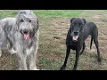 Irish Wolfhound VS Great Danes