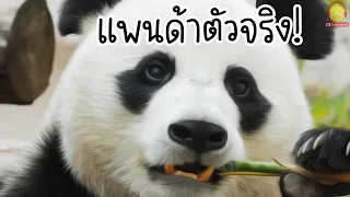 เพลงหมีแพนด้า Panda song 🐼 รวมคลิปหมีแพนด้าตัวจริง Panda Funny Video