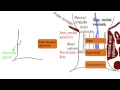 Download Lagu Anal Canal - Simplified Anatomy