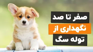 هرچی باید در مورد نگهداری از توله سگ بدونی 