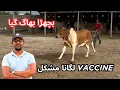 Download Lagu Bachra Bhag Gaya Vaccine Lagana Mushkil. Dost Cattle Farm. I M Wahaj Vlogs.