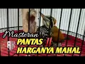 Download Lagu Pelatuk bawang gacor nembak rapat