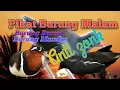 Download Lagu Pikat Burung Malam Burung Sawah Burung Pekung Burung Mandar #pikat #pikatjitu