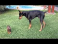 Precious puppy challenges larger Doberman dog