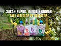 Lagu Rahasia Pemupukan Durian dari Fase Vegetatif Sampai Berbuah – Jangan Salah Langkah!