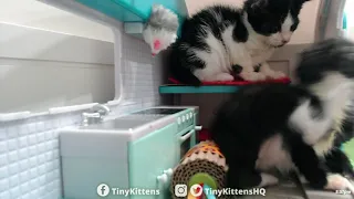 Kinks go Kamping TinyKittens com