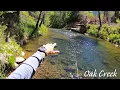 Oak Creek Canyon - Wild Brown Trout Sedona AZ
