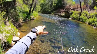 Oak Creek Canyon - Wild Brown Trout Sedona AZ