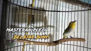 jeda panjang masteran pleci belajar bunyi