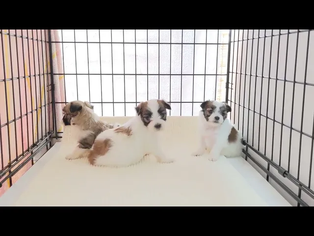 動画