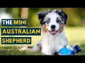 This Is Why the Mini Australian Shepherd Is So popular