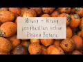 Download Lagu Penghasilan Kebun Pinang Betara 2 Hekatar || Rotasi pemanenan 1 Bulan