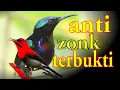 Download Lagu audio pikat KONIN anti zonk//pikat sepah raja