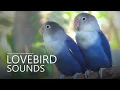 Download Lagu Suara Kicauan Burung Lovebird - Dua Burung Violet Fischer - Suara Tenang dan Konstan