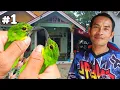 Lagu SANGAT FANTASTIS !! RUMAH SEDERHANA, JUAL BURUNG CUCAK IJO GARANSI JANTAN SEUMUR HIDUP