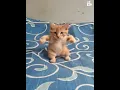 Download Lagu belalang kekek #cat #ai