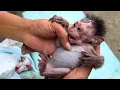 Download Lagu a short story about a poor little lucky monkey at the animal market