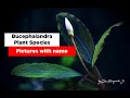 Download Lagu 26 Bucephalandra Plant Species