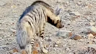 صوت الضبع العربي                 دندنها