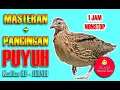 Download Lagu Masteran dan pancingan suara puyuh berkualitas jernih  terbaik