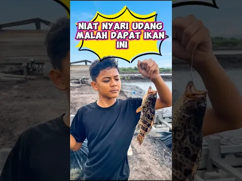 Niat nyari udang malah dapat ikan ini #wakmi #mancing #menajalaudang #videolucu #comedy #funny