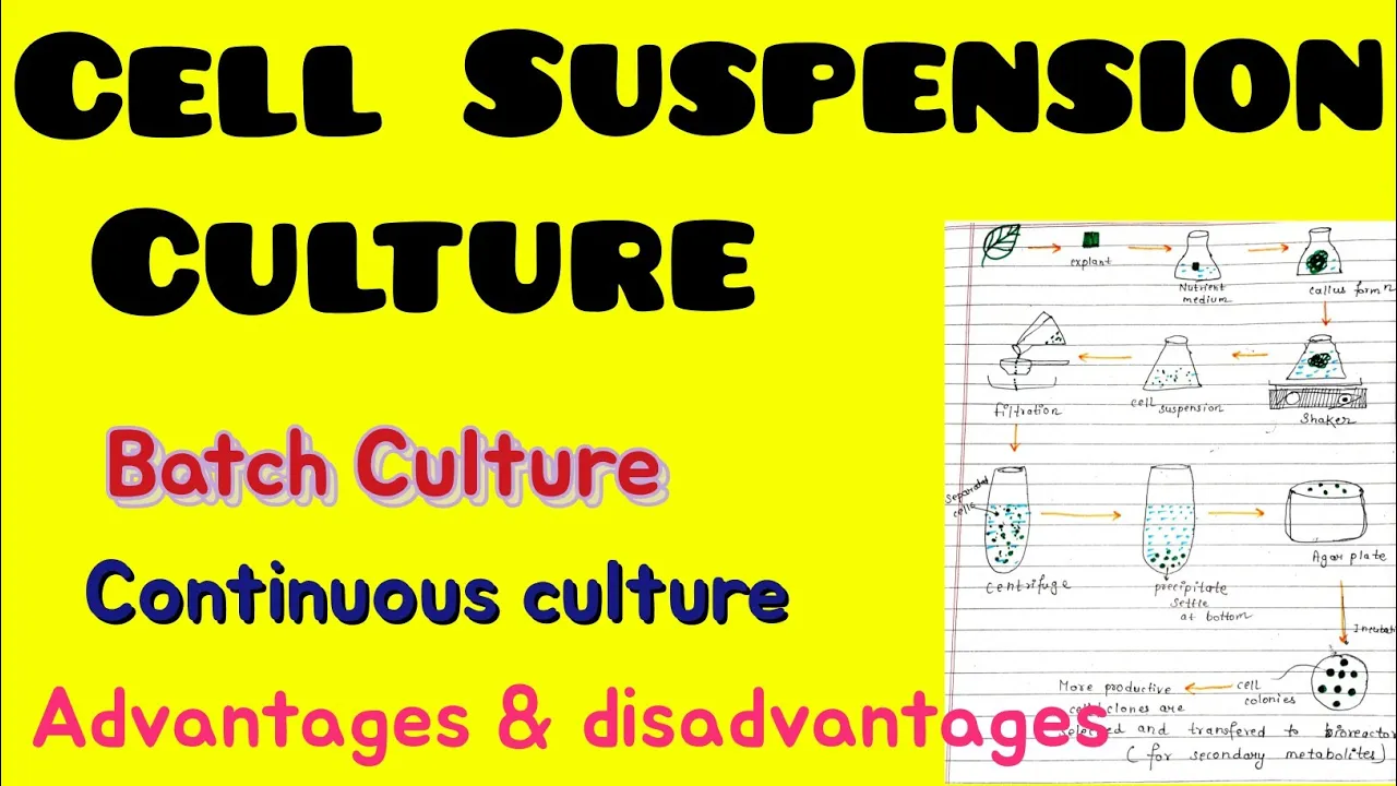 Cell Suspension Culture || Batch Culture | Continuous culture |