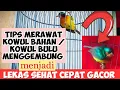 Download Lagu CARA MERAWAT KOLIBRI WULUNG AGAR CEPAT GACOR