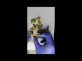 QWest grape cream cake T24 review