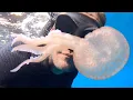 Swimming a sea-cave full of jellyfish