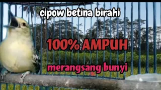 Download suara sirtu betina birahi 💯 AMPUH untuk merangsang cipow/cipeuw macet bunyi MP3