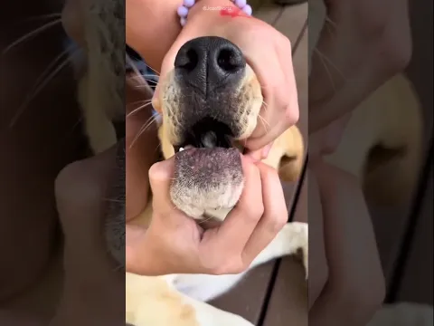 Snake Trapped Inside Dog's Mouth?! 😳