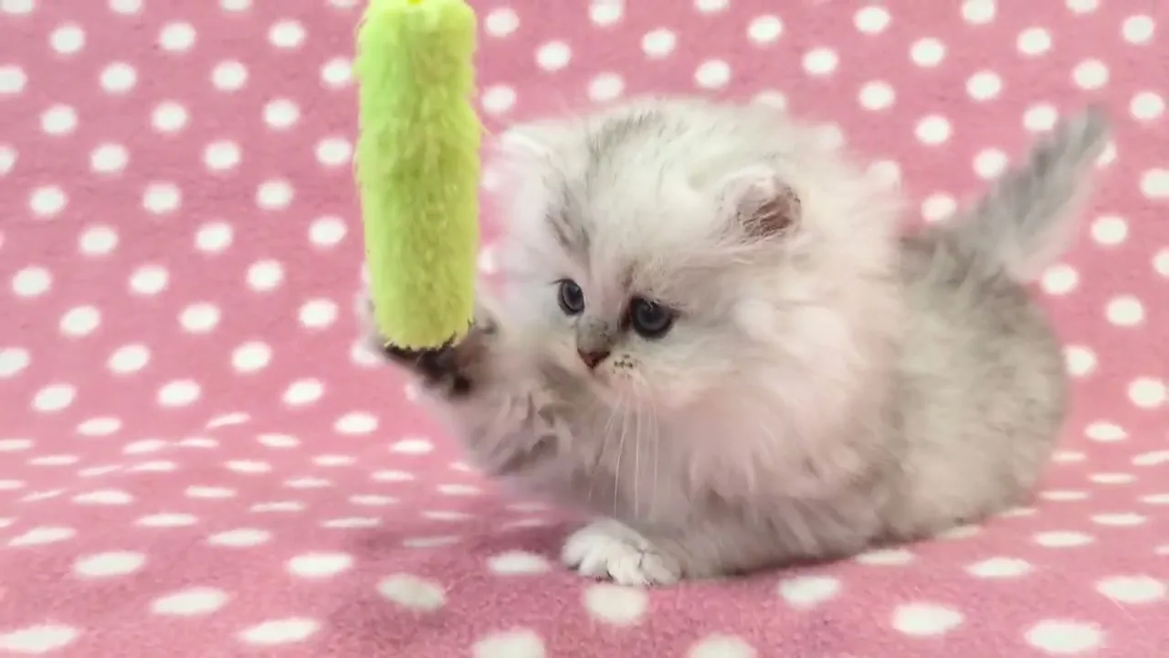 動画